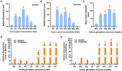 Potato calcineurin B-like protein CBL4, interacting with calcineurin B-like protein-interacting protein kinase CIPK2, positively regulates plant resistance to stem canker caused by Rhizoctonia solani